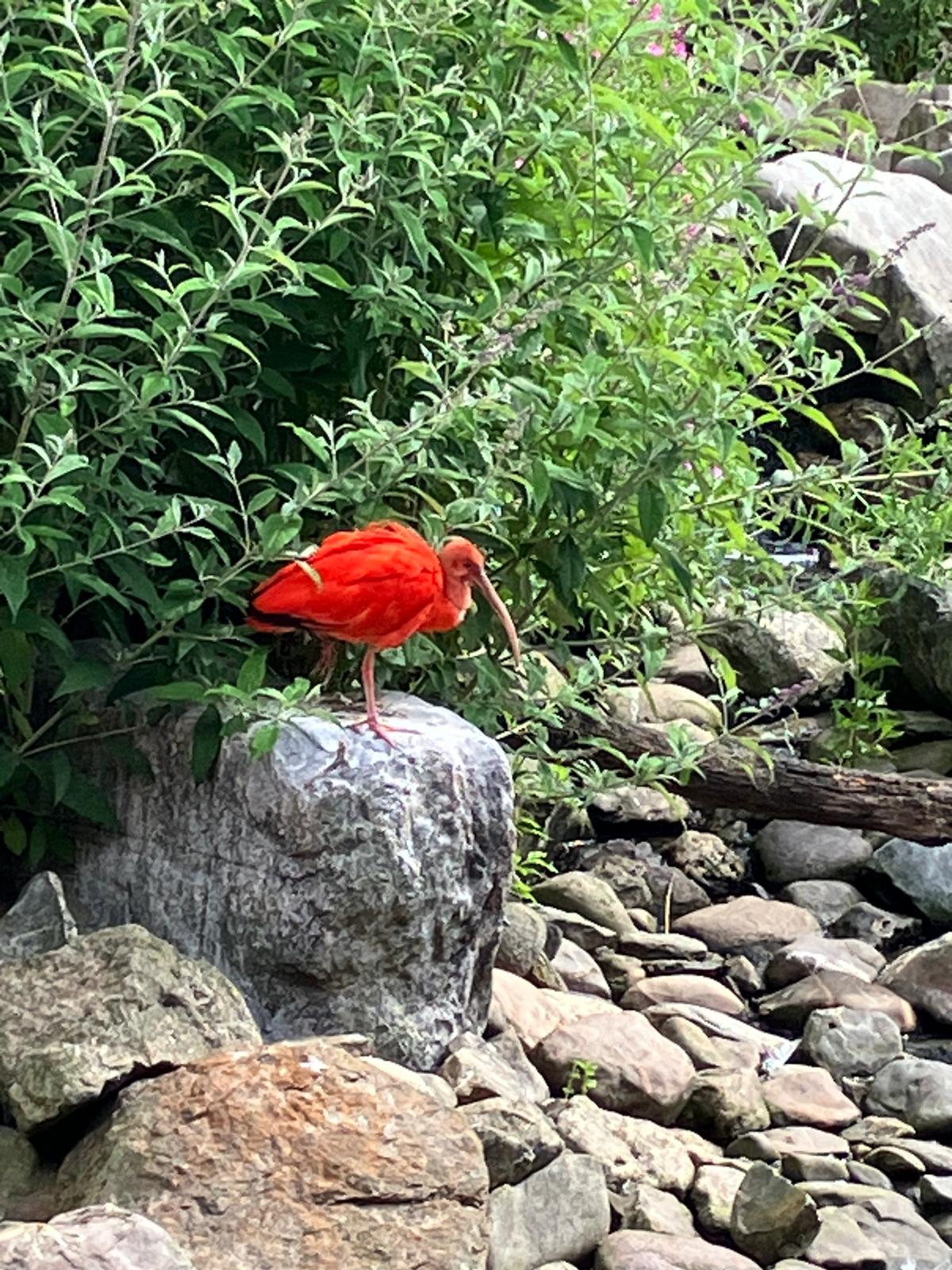 Foto 59 bij artikel "Uitje naar de Orchideenhoeve in Luttelgeest".